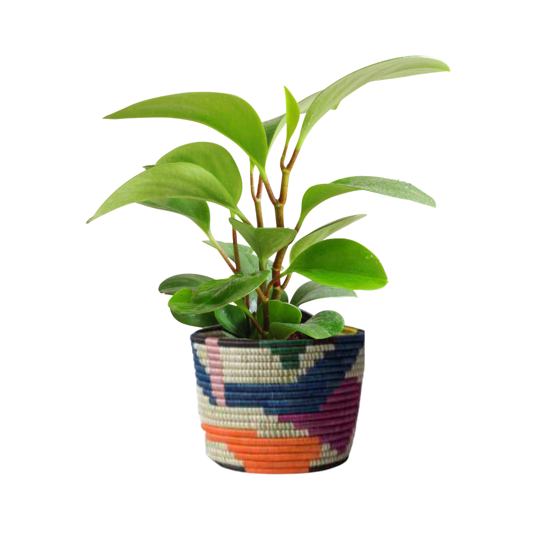 Medium 17cm Neon Tapered Planter