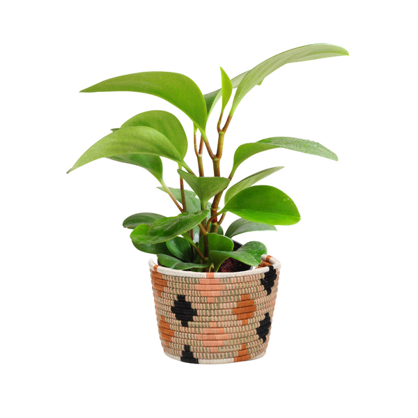 Medium 17cm Coral Tapered Planter